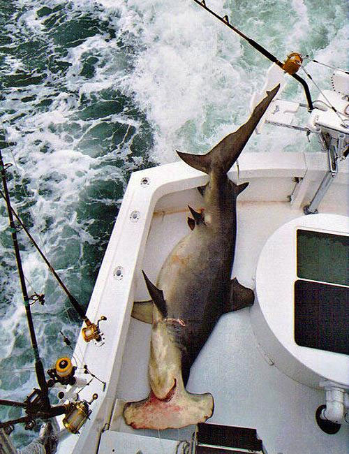 Another Monster Hammerhead Coming Home.jpg